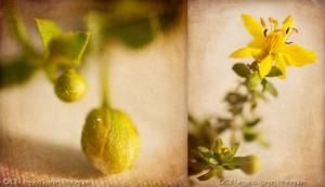 Creosote Diptych ©2011 Jessica Rogers Photography