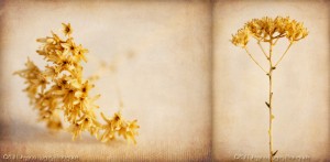 Desert Afterlife 3 Diptych ©2011 Jessica Rogers Photography