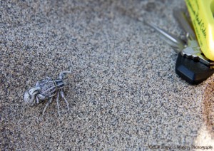 Scorpion, Mesquite Flat Dunes ©2011 Jessica Rogers Photography