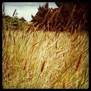 Along Path to South Beach, OR ©2011 Jessica Rogers Photography