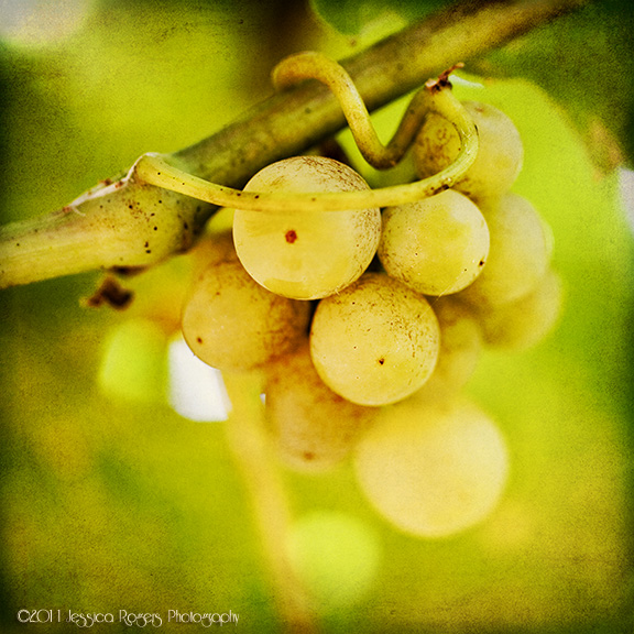 Tiny Green Cluster ©2011 Jessica Rogers Photography