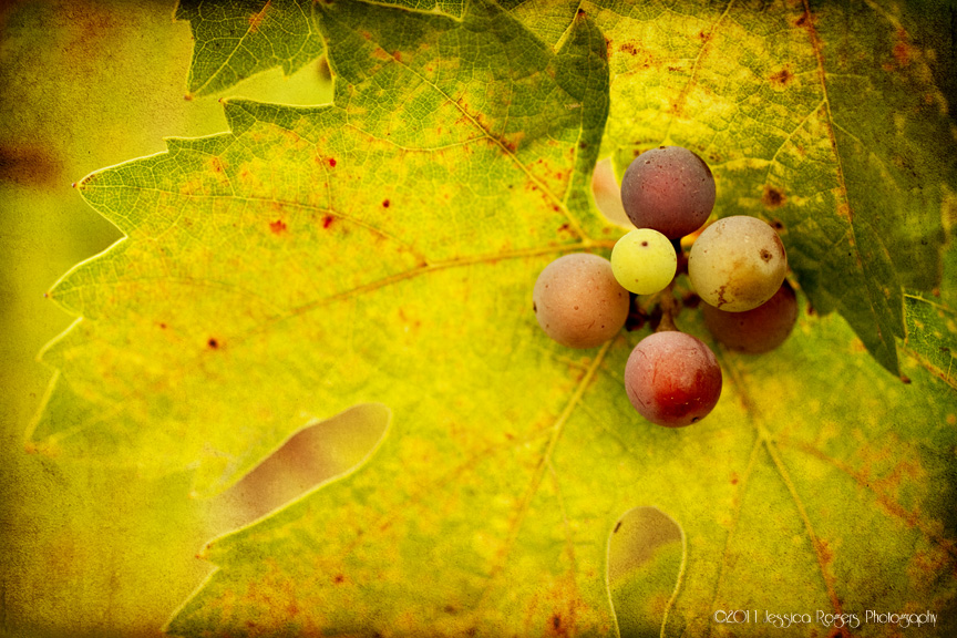 Leaf & Cluster 1 ©2011 Jessica Rogers Photography