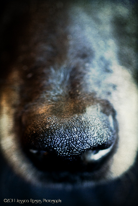 The Nose Knows ©2011 Jessica Rogers Photography