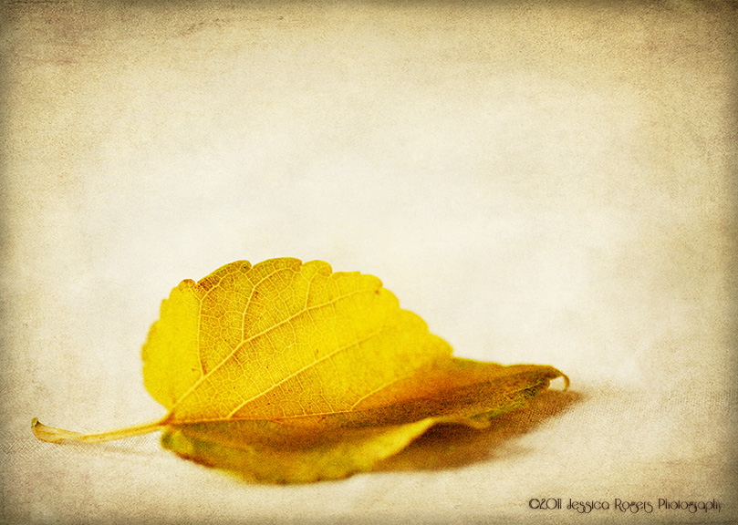 They Begin to Fall ©2011 Jessica Rogers Photography