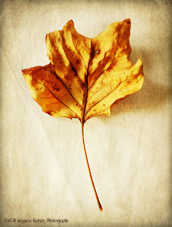 Sycamore Leaf 2 ©2011 Jessica Rogers Photography