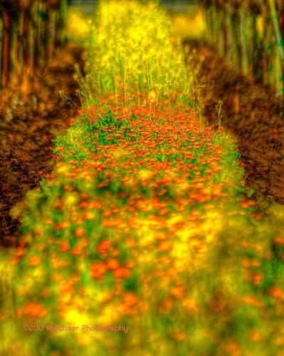 Vine Row Wildflowers ©MjSchaer